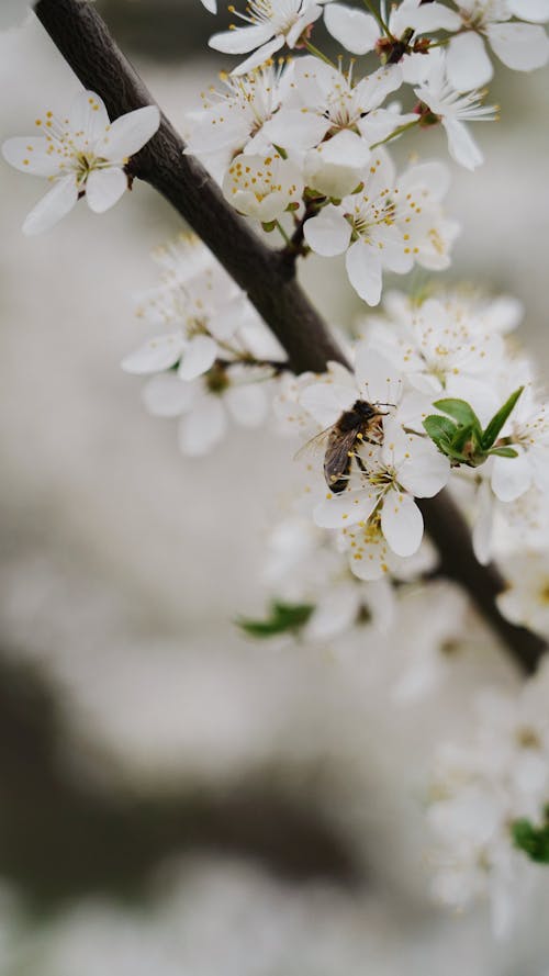 Free Photo of a Bee on a White Cherry Blossom Flower Stock Photo