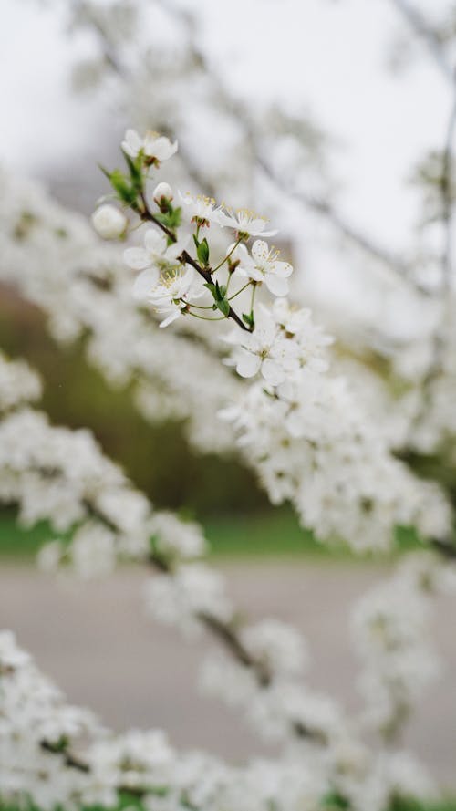 Free White Cherry Blossom Flowers in Close-Up Photography Stock Photo