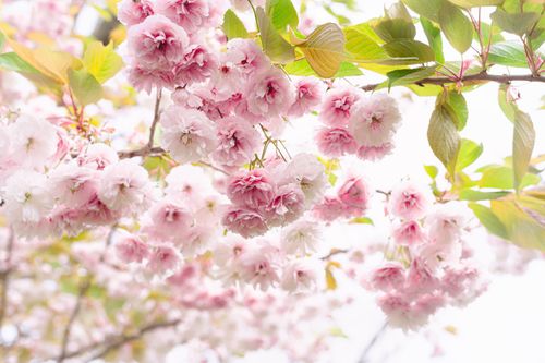 Free Delicate pink cherry blossoms blooming on a branch against a bright spring sky. Stock Photo