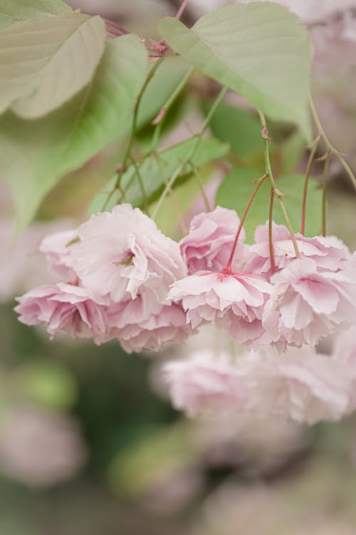 Foto profissional grátis de fechar-se, flores bonitas, flores cor-de-rosa