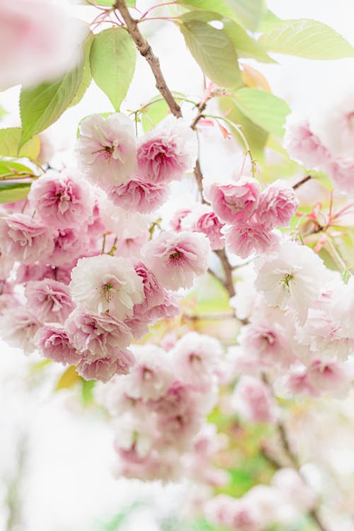 Free Plant with Pink Flowers Stock Photo
