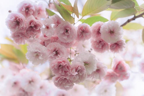 Japanese Cherry Blossom