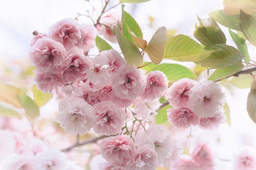 Close-Up Shot of Pink Garden Roses in Bloom