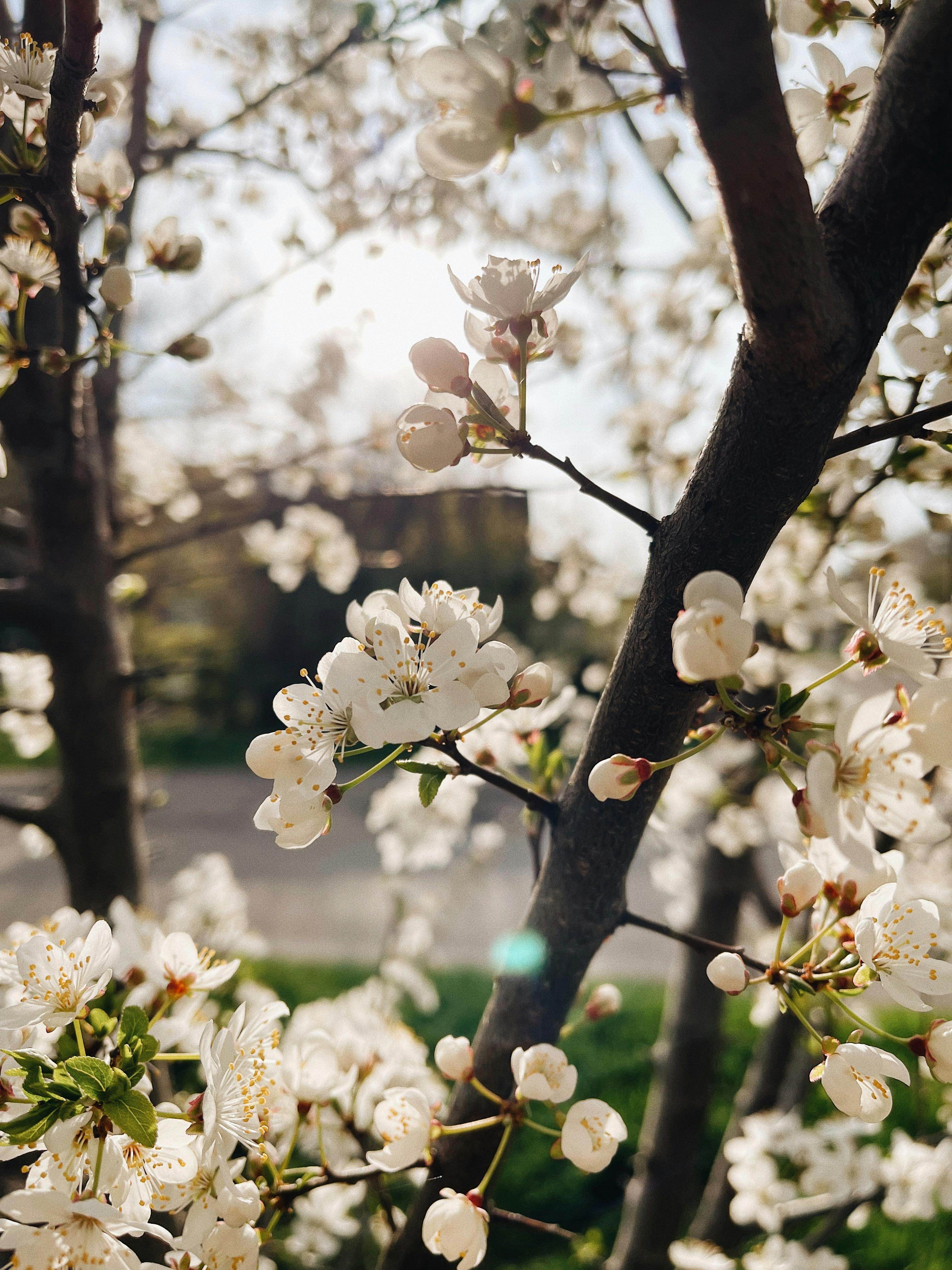 white cherry blossom tumblr