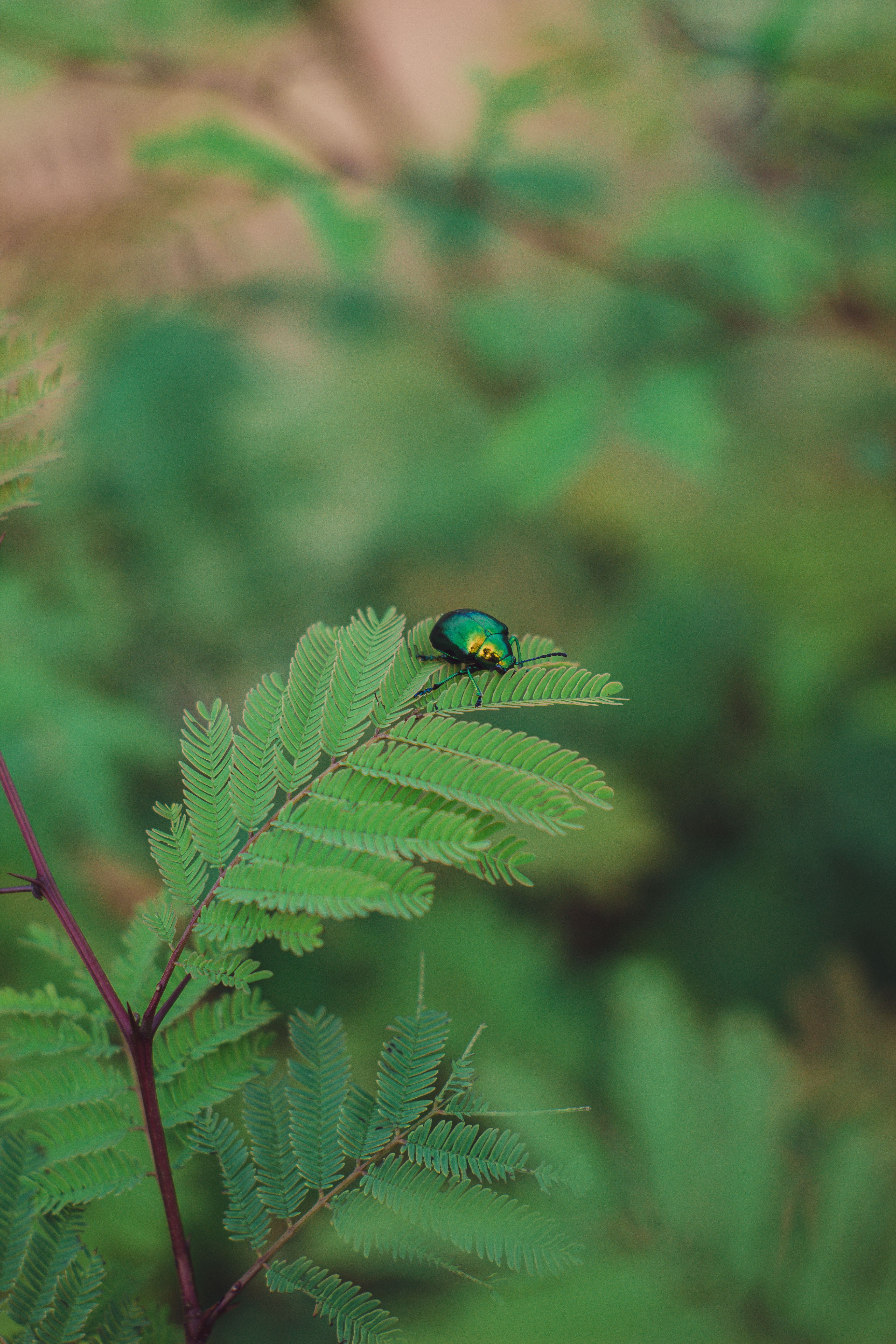 Close-up of a colorful beetle resting on a lush fern leaf in a Colombian landscape.