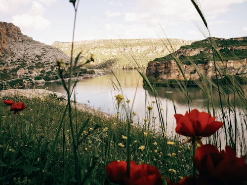 무료 강, 들판, 붉은 꽃의 무료 스톡 사진