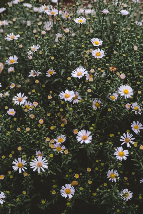 Free A vibrant cluster of blooming chamomile flowers growing outdoors in Ukraine, showcasing natural beauty and freshness. Stock Photo