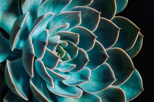 Free Vibrant detailed close-up of a green echeveria succulent rosette against a dark background. Stock Photo