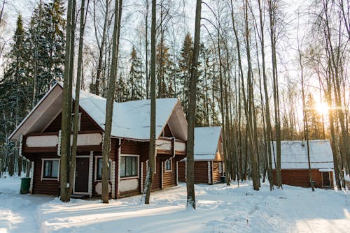 Gratis arkivbilde med skog, snø, trær Arkivbilde