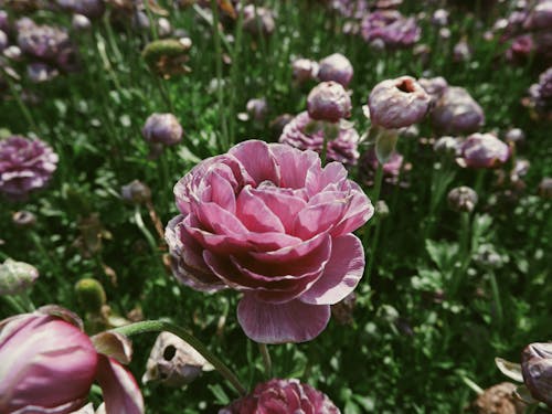 Close-Up Shot of Pink Peonies in Bloom