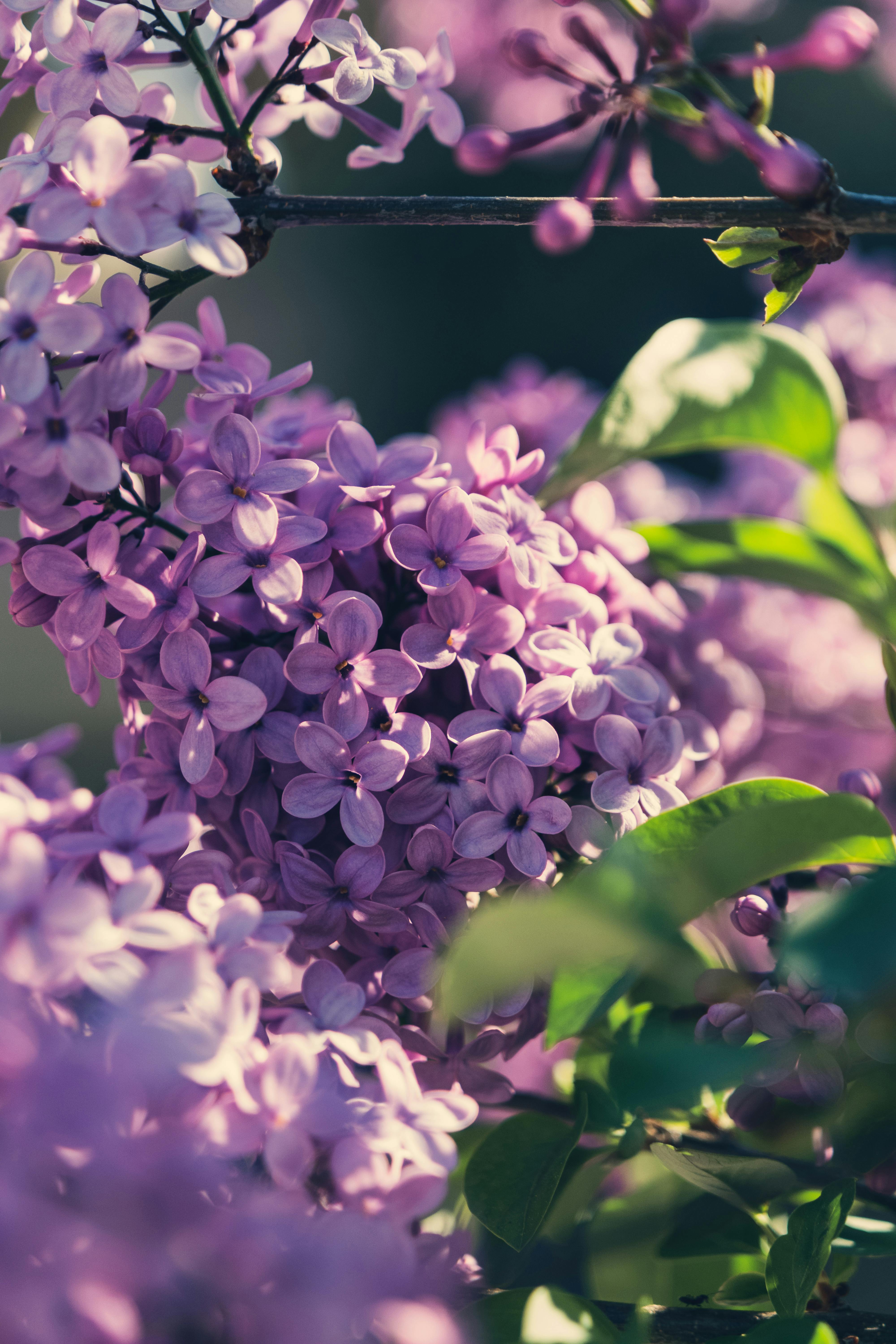 Photograph of Blooming Purple Lilac Flowers · Free Stock Photo