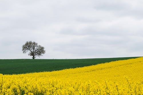 Ilmainen kuvapankkikuva tunnisteilla idyllinen, keltaiset kukat, kenttä