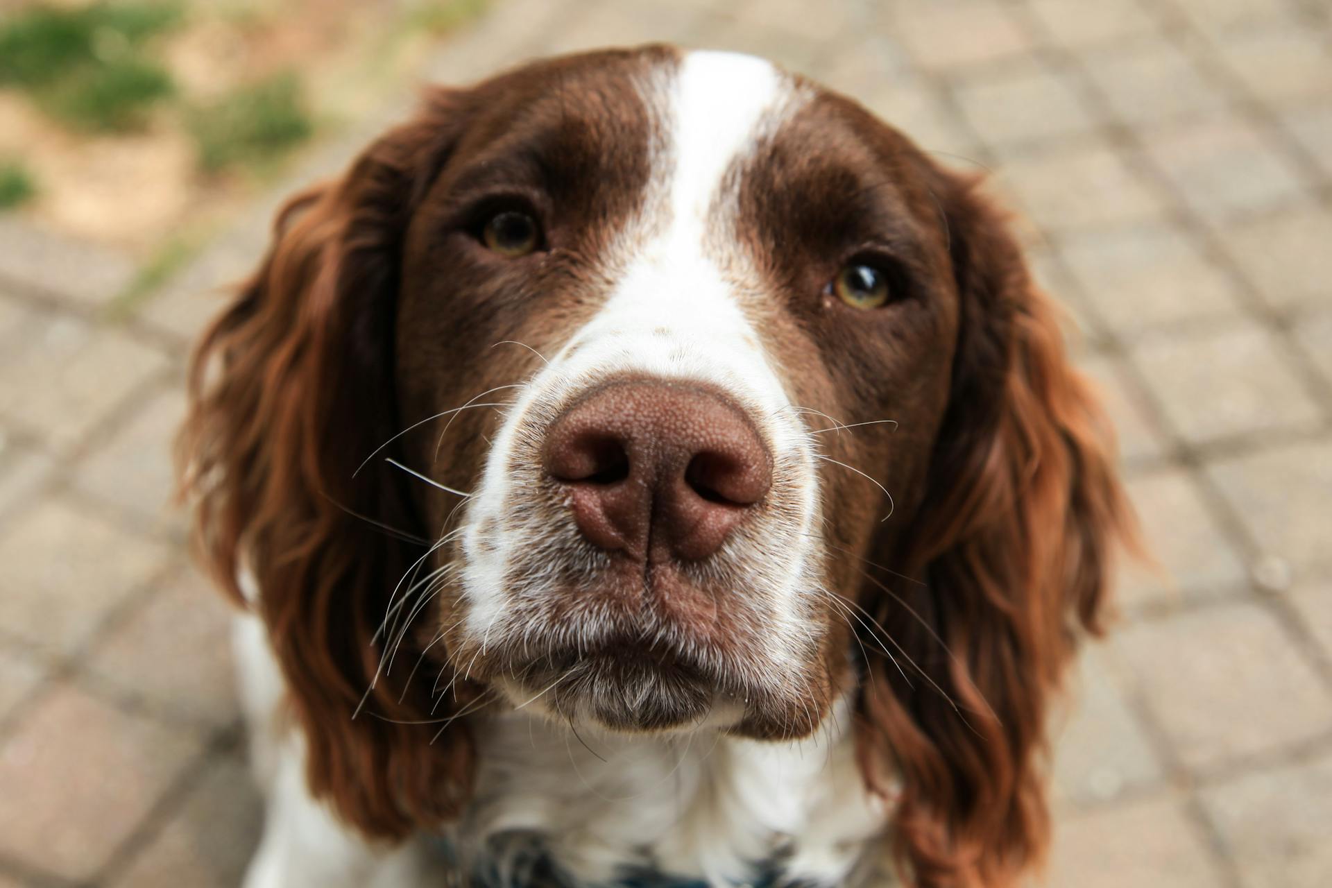 Une photo en gros plan du chien à fourrure