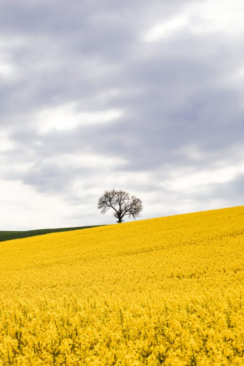 Free Scenic View of a Tree on a Field of Yellow Flowers Stock Photo