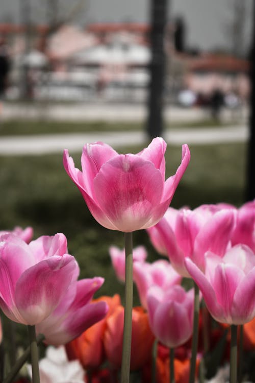 Close-Up Shot of Pink Tulips in Bloom