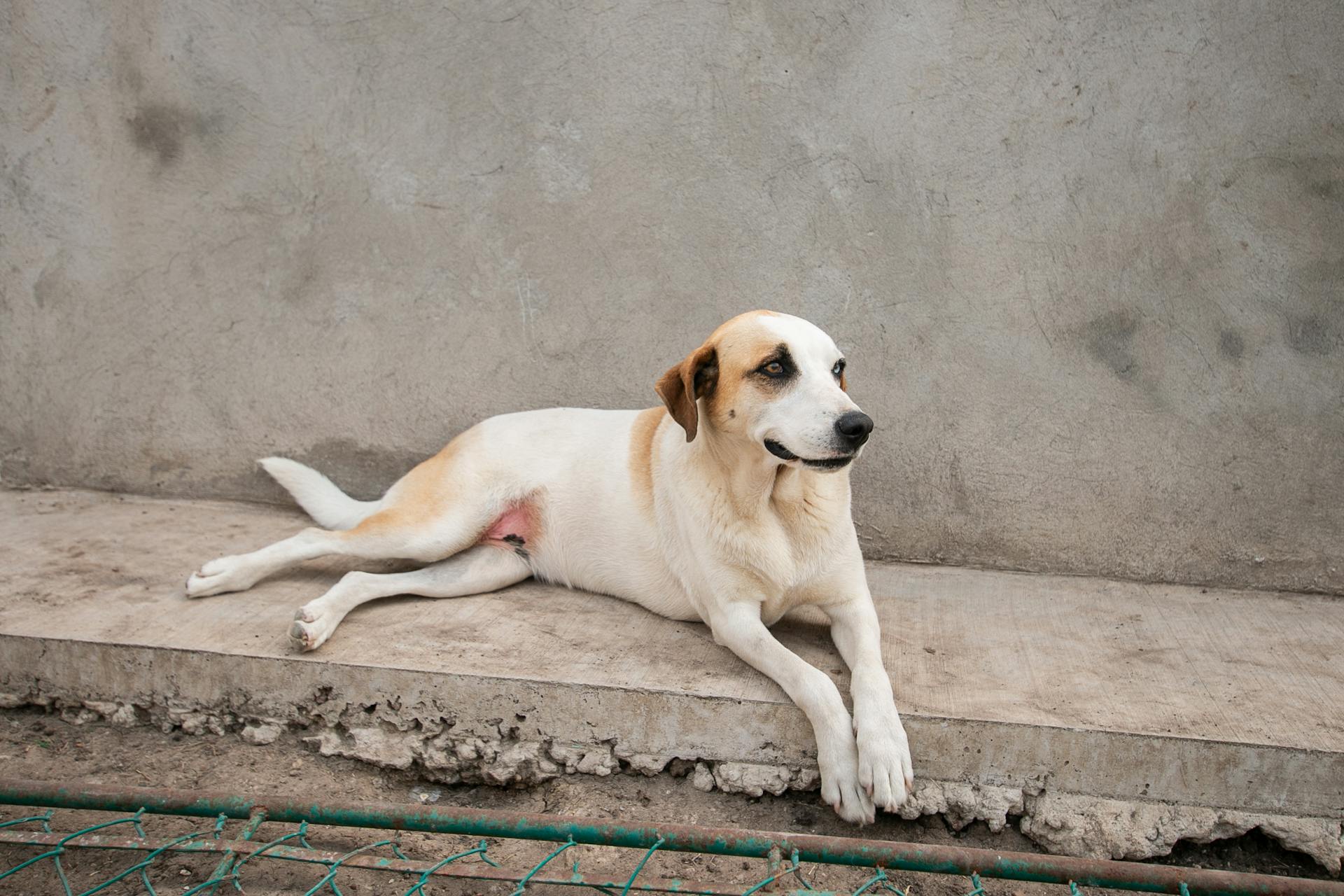 A Dog Lying on the Street