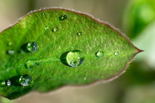 Бесплатное стоковое фото с весна, капли дождя, листья