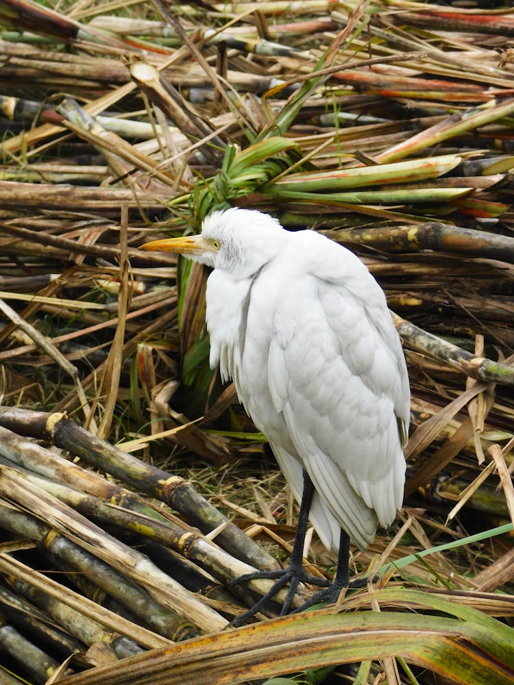 Bird Perched On Sugar Canes