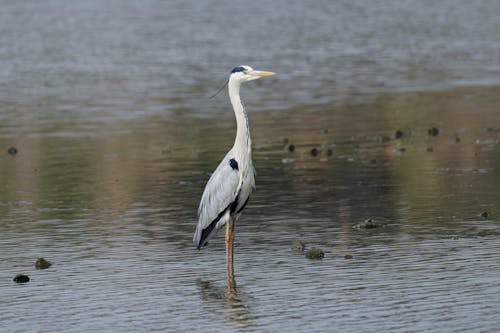 Gray Heron Standing on Water