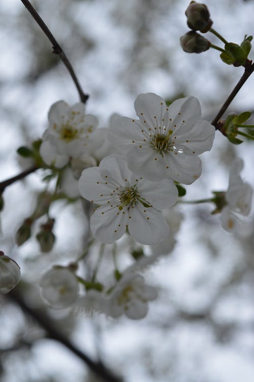 Kostnadsfri bild av blommig, blomning, delikat