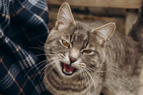 Foto stok gratis berbulu, binatang peliharaan, bulu