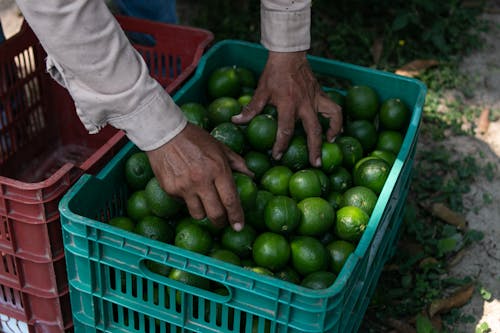 Green Lemons in Green Crate