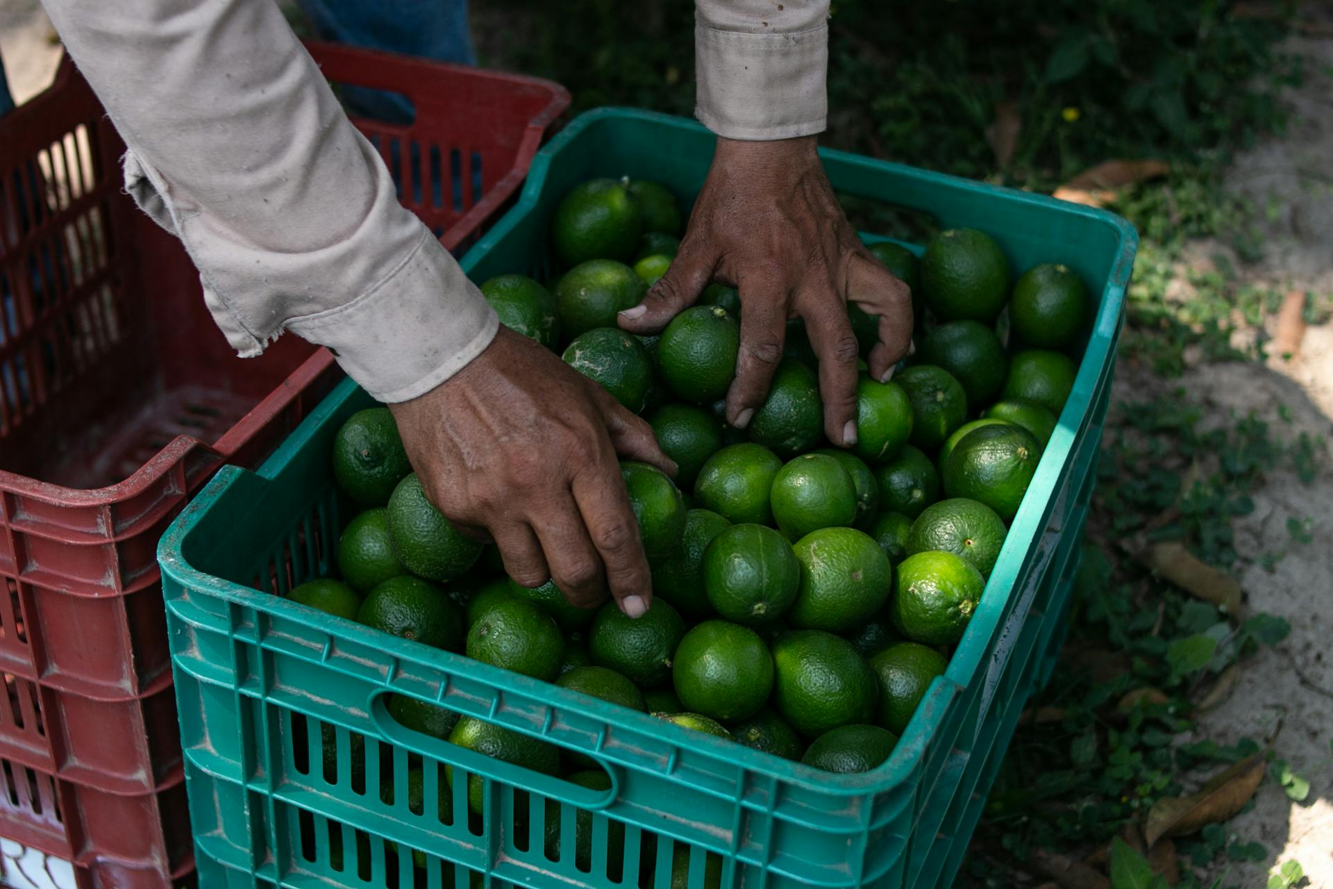 Green Lemons in Green Crate