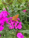 A Butterfly Perched on Cheddar Pink Flower