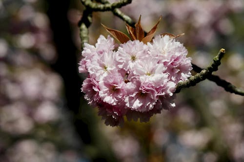 Free Pink Cherry Blossom Flowers on Branch Stock Photo