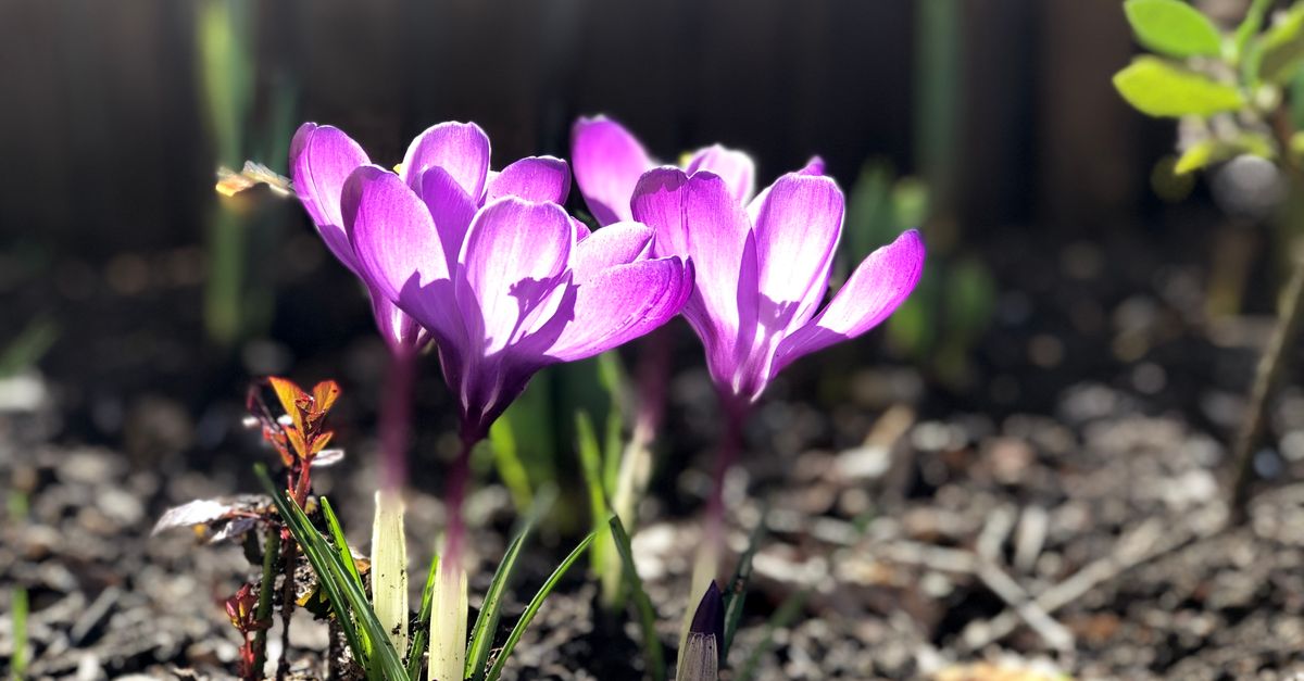 Close-up of vibrant purple crocuses blooming in a spring garden, showcasing nature's beauty.