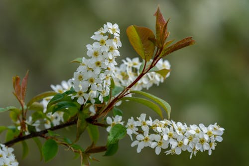 Бесплатное стоковое фото с prunus padus, весна, черемуха