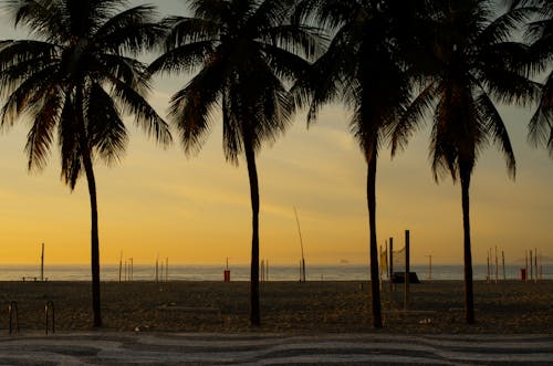 Silhouette of Palm Trees on a Beach During Sunset