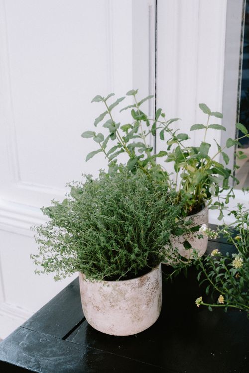 Free Green herbs in ceramic pots on a table against a white wall, showcasing indoor gardening. Stock Photo