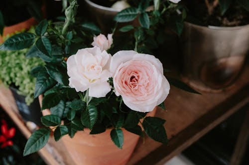 Potted Plant with White Flowers and Green Leaves