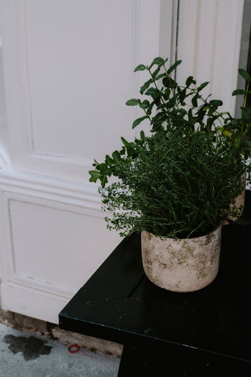 검은 표면, 녹색 식물, 수직 쐈어의 무료 스톡 사진