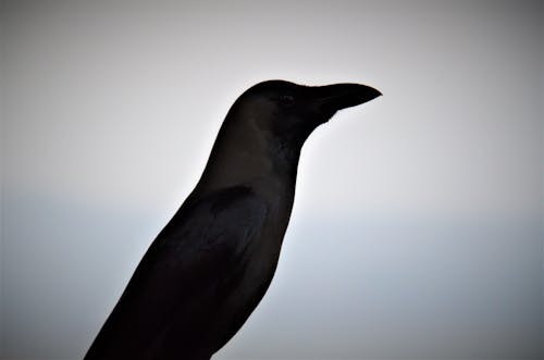 Free stock photo of beach, crow