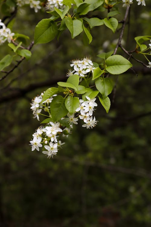 бесплатная Бесплатное стоковое фото с белые цветы, ветвь, вишня Стоковое фото