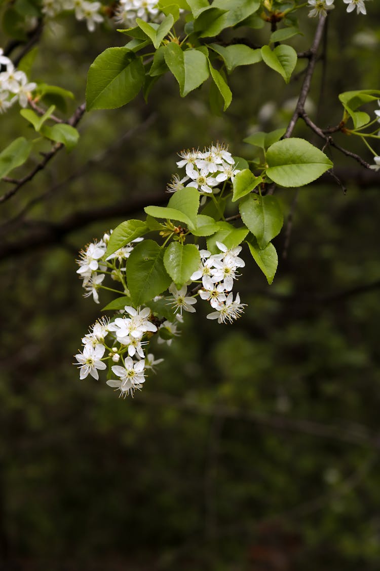 White Flowers And Green Leaves Of A Fire Cherry