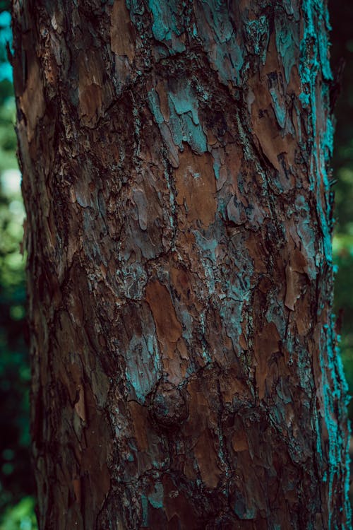 Kostnadsfri bild av bark, brun, grov