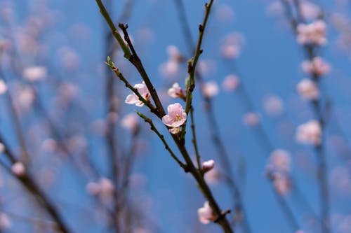 Free Blooming Pink Cherry Blossom Flowers Stock Photo