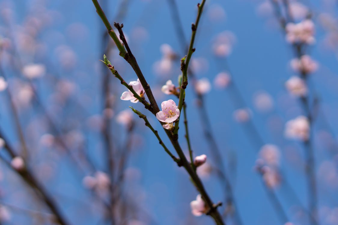 Gratis arkivbilde med blomsterblad, blomstre, fjær