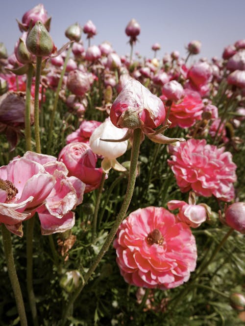 Close-Up Shot of Pink Flowers in Bloom