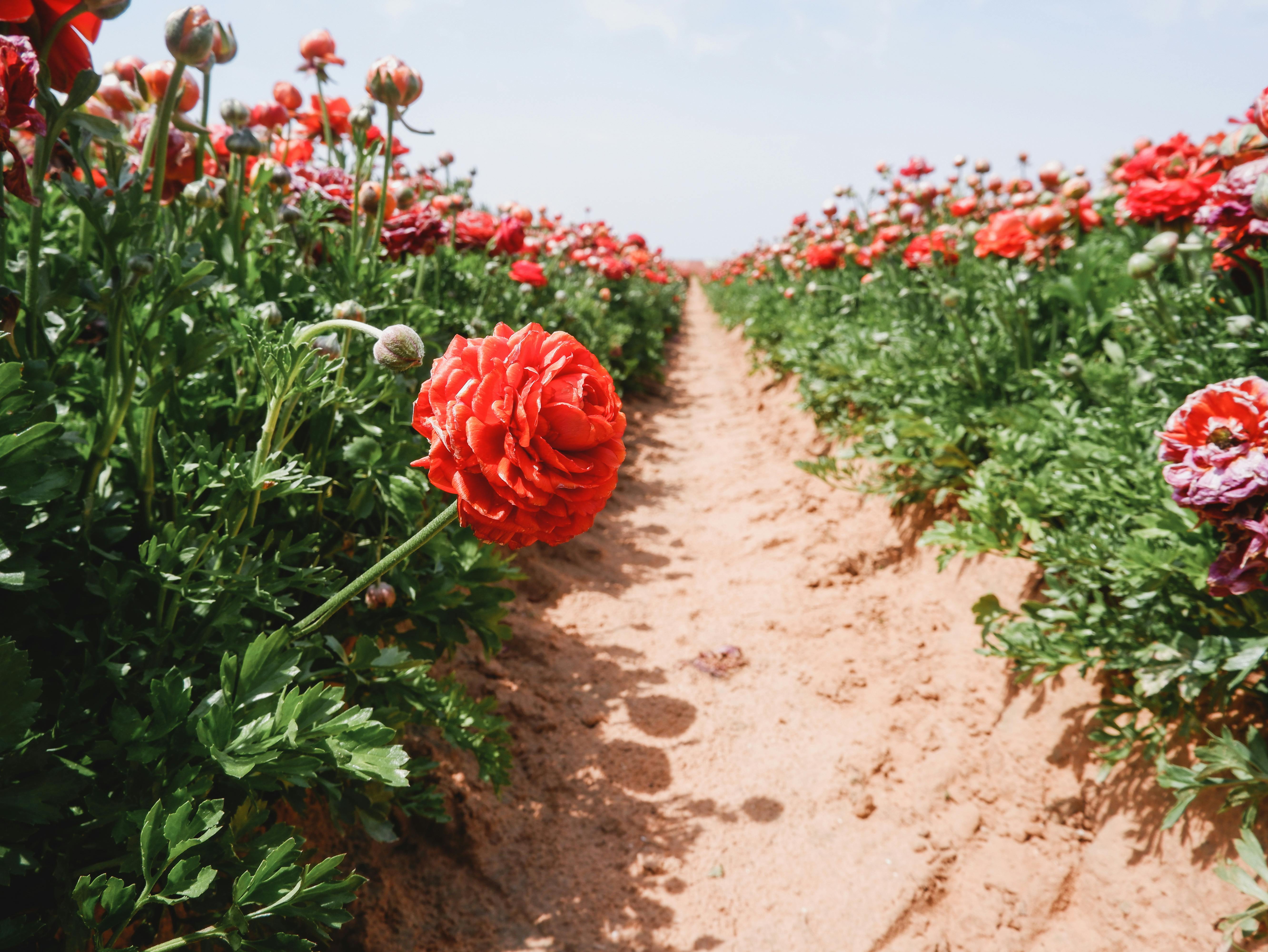 What is the fastest growing tumor?