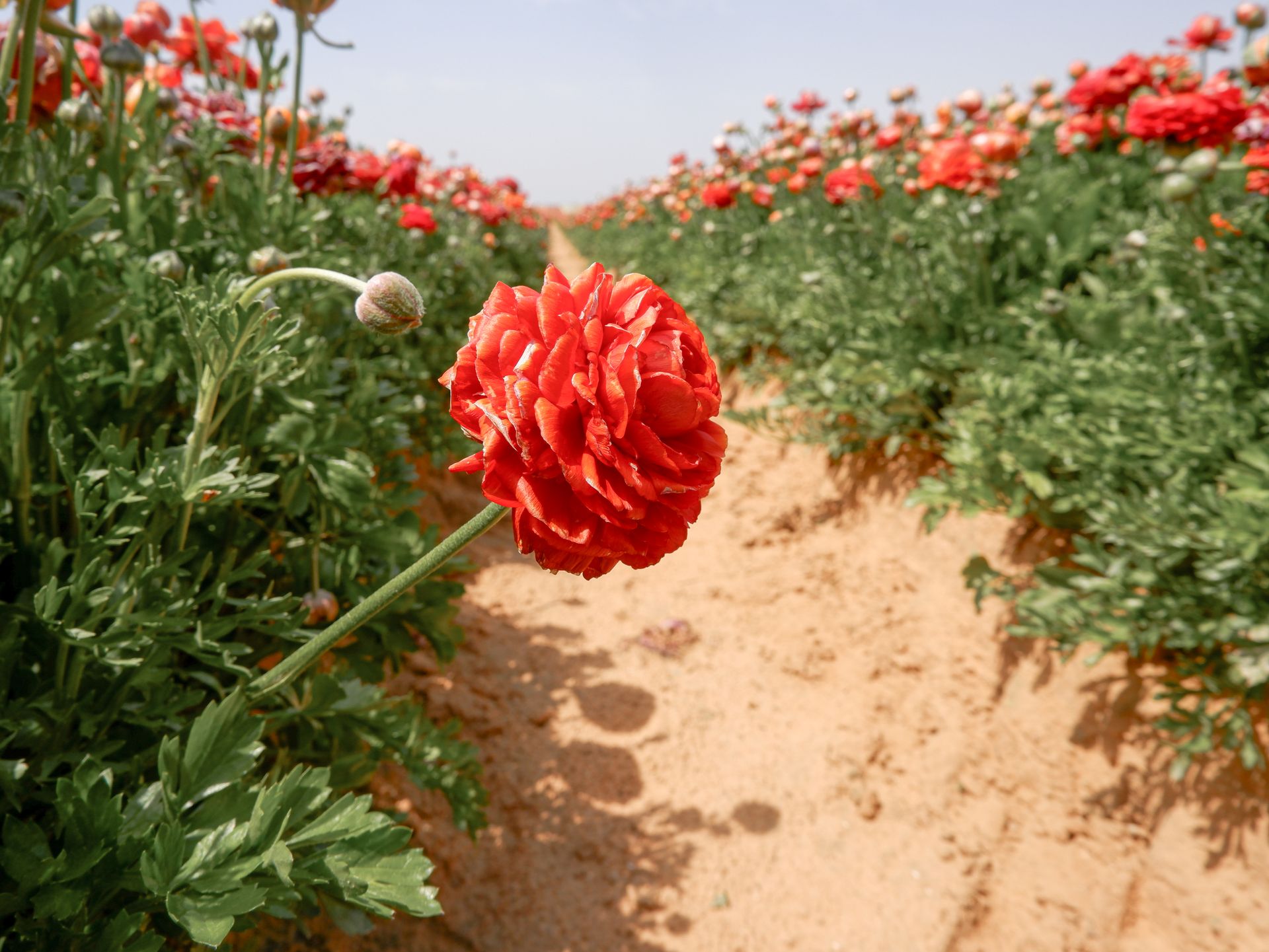 Close-up of vibrant red peonies blooming in a sunlit field, perfect for spring and nature themes.