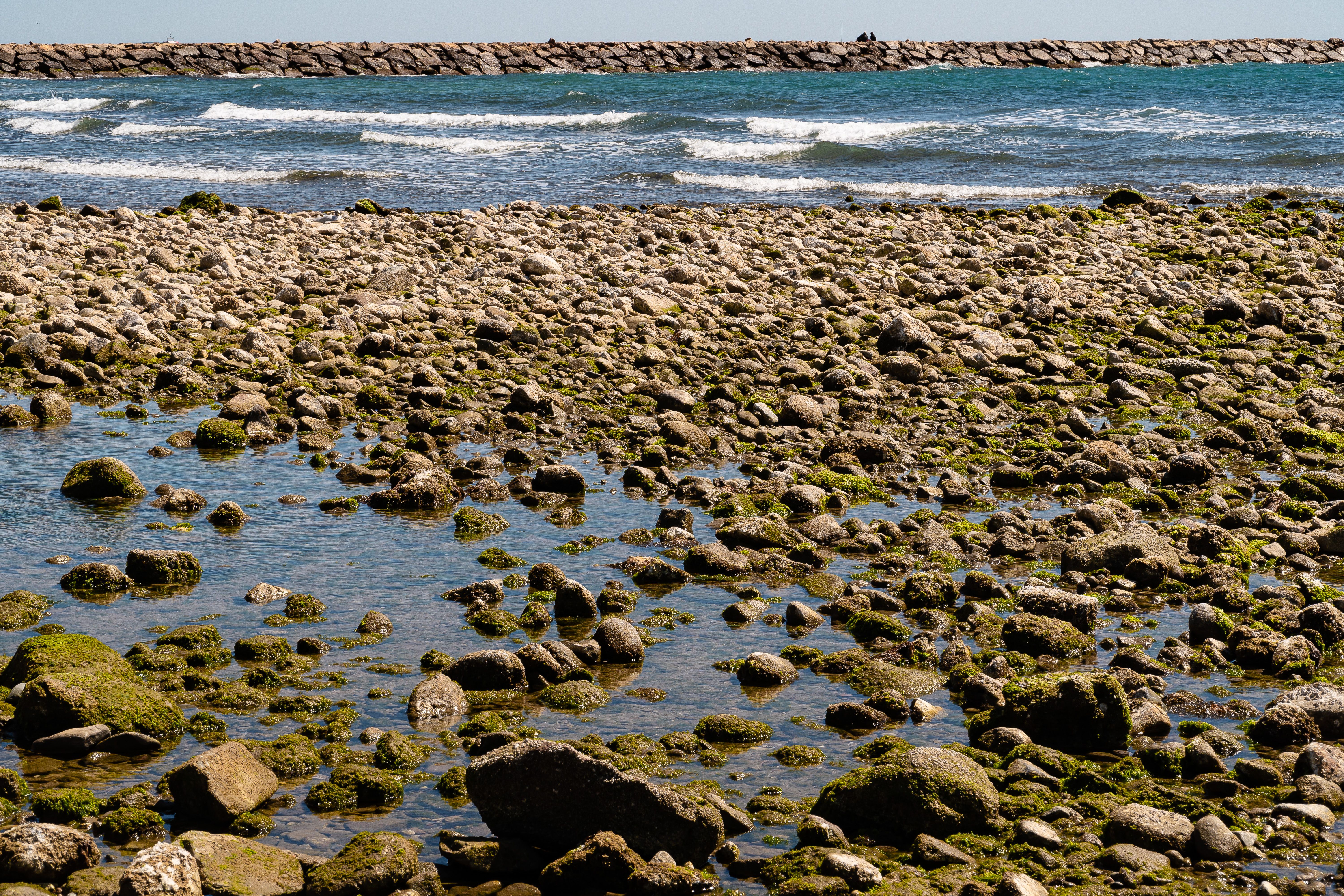 Rocks and Moss on the Shore · Free Stock Photo
