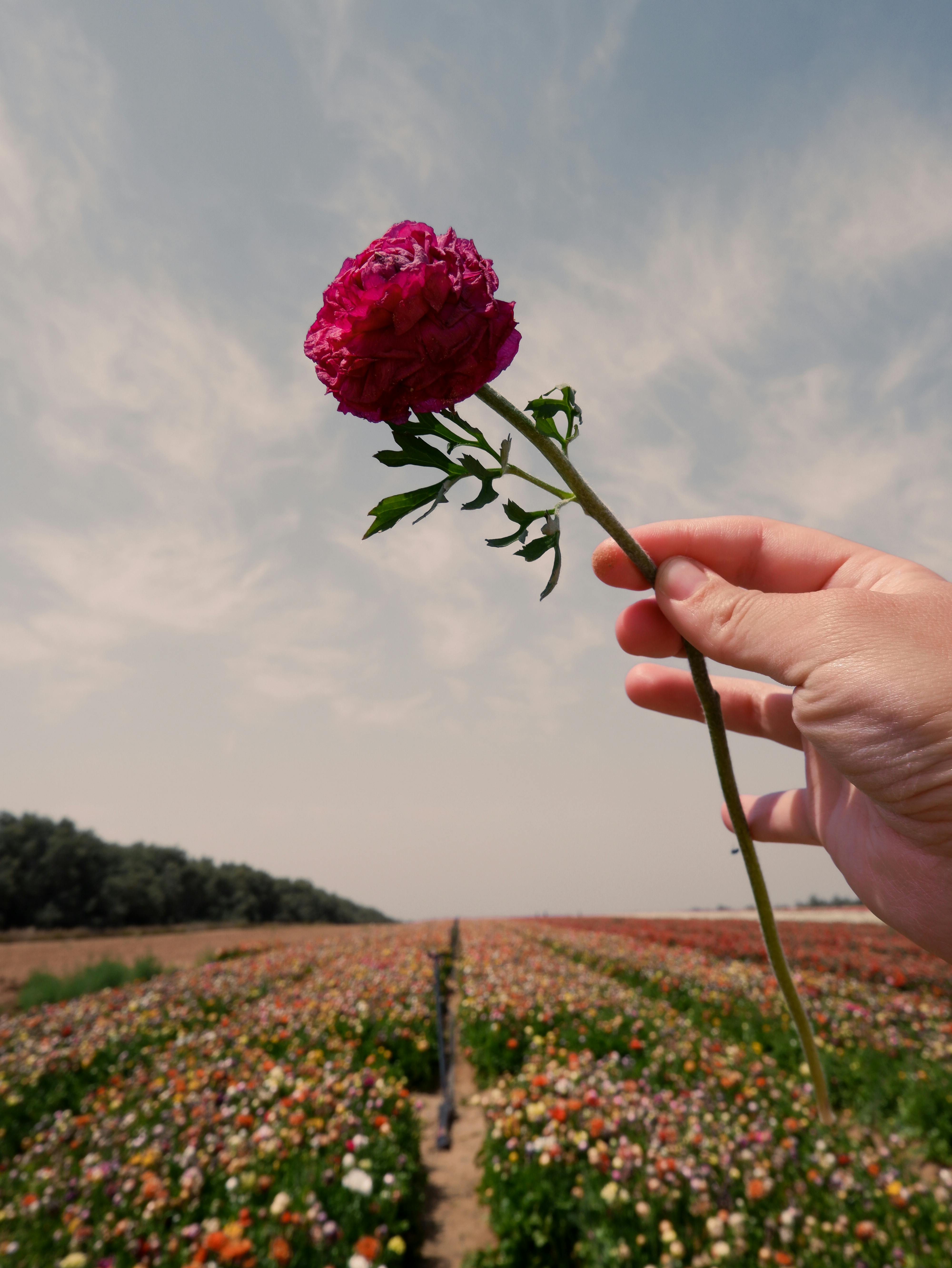 A hand holds a vibrant pink flower above a colorful field under a clear blue sky.