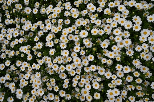 Foto profissional grátis de compacto, floração, flores brancas