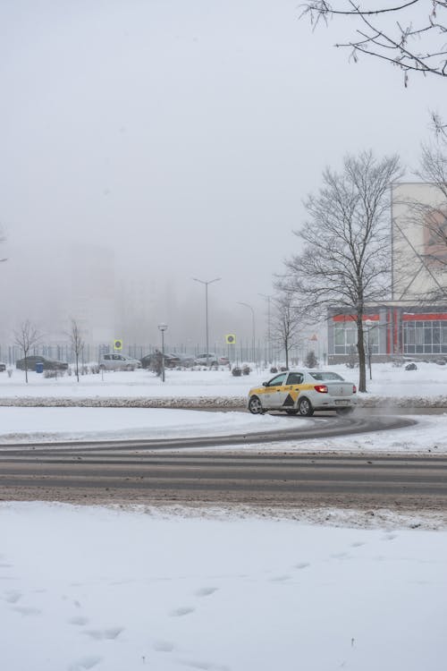 Gratis lagerfoto af bare træer, hvid bil, lodret skud