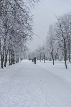 A serene winter scene of a snowy path lined with trees in a park in Vitebsk, Belarus.
