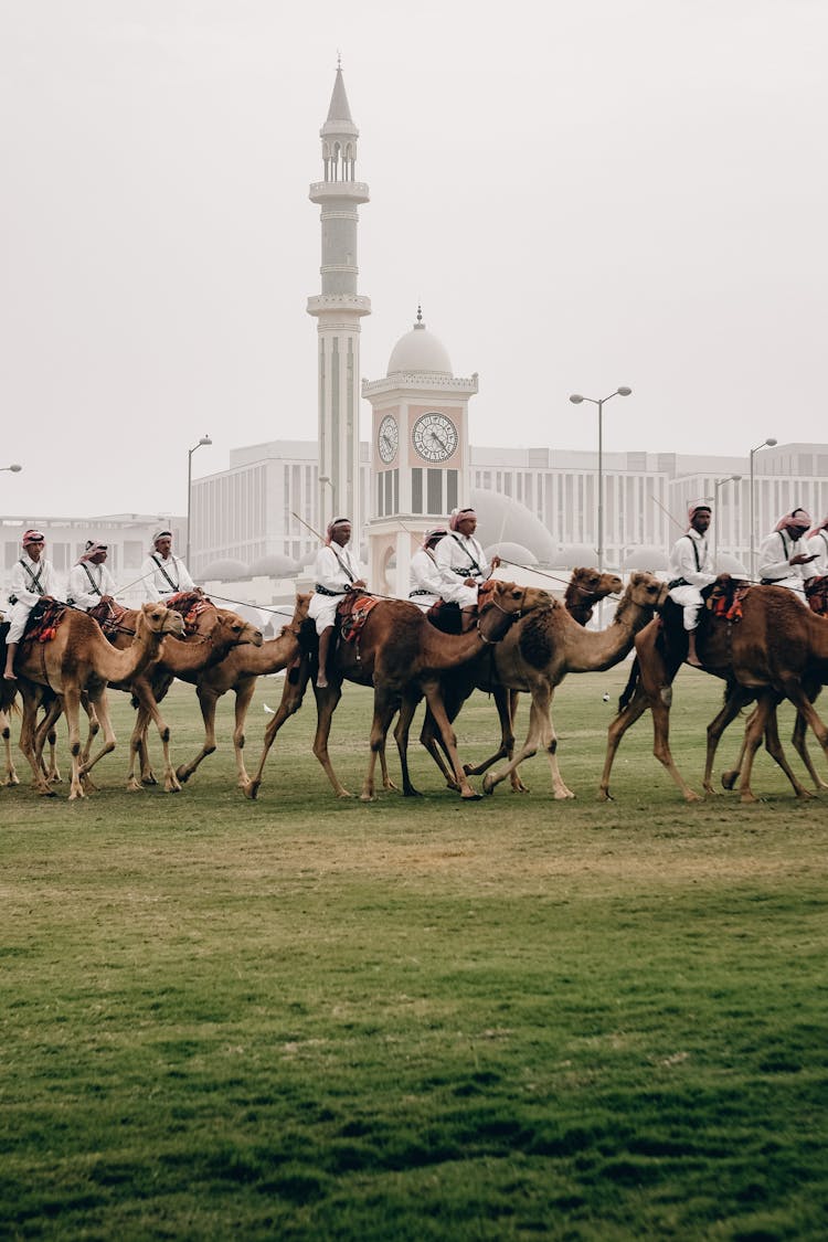 Group Of Arab Men Riding Camels In Doha Qatar